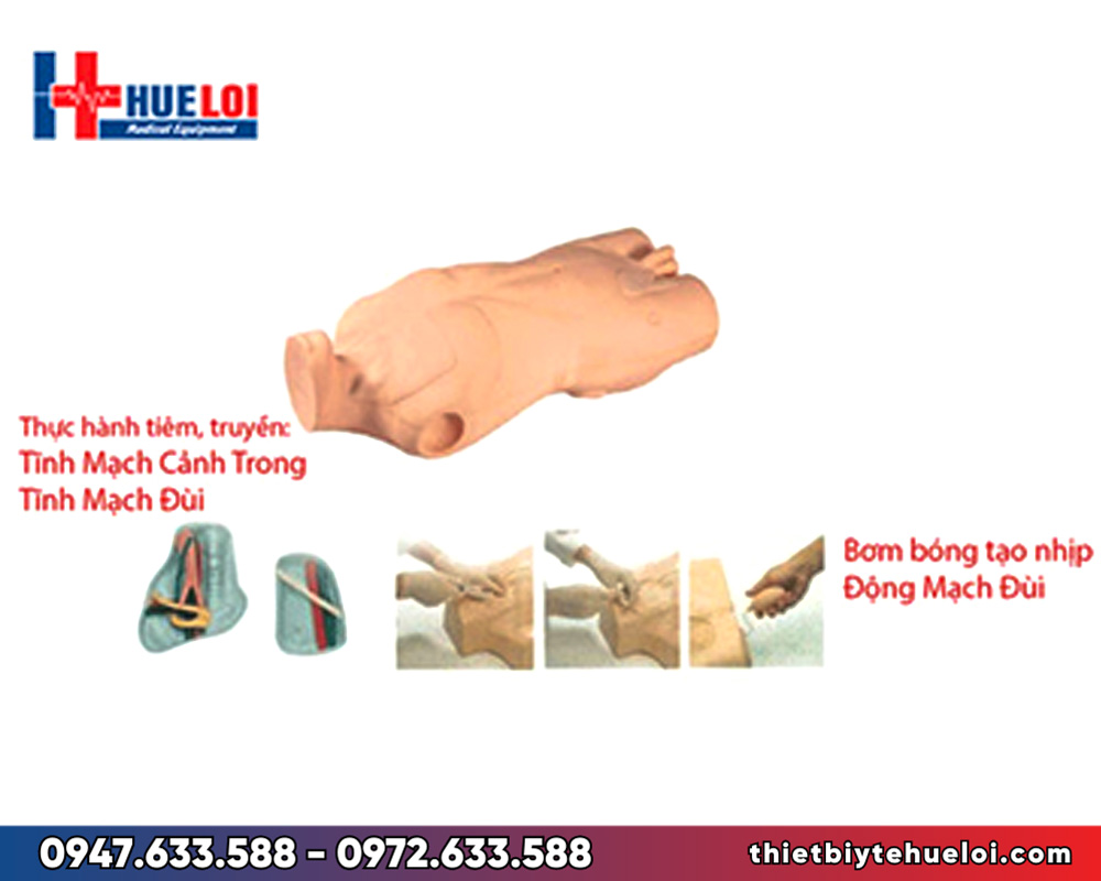 Mô hình tiêm truyền tĩnh mạch cảnh và đùi
